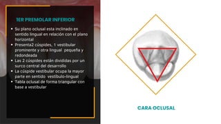 Su plano oclusal esta inclinado en
sentido lingual en relación con el plano
horizontal
Presenta2 cúspides, 1 vestibular
prominente y otra lingual pequeña y
redondeada
Las 2 cúspides están divididas por un
surco central del desarrollo
La cúspide vestibular ocupa la mayor
parte en sentido vestíbulo-lingual
Tabla oclusal de forma triangular con
base a vestibular
1ER PREMOLAR INFERIOR
CARA OCLUSAL
 