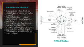 Su plano oclusal esta inclinado en
sentido lingual en relación con el plano
horizontal
Presenta2 cúspides, 1 vestibular
prominente y otra lingual pequeña y
redondeada
Las 2 cúspides están divididas por un
surco central del desarrollo
La cúspide vestibular ocupa la mayor
parte en sentido vestíbulo-lingual
Tabla oclusal de forma triangular con
base a vestibular
1ER PREMOLAR INFERIOR
CARA OCLUSAL
 