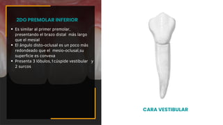 Es similar al primer premolar,
presentando el brazo distal más largo
que el mesial
El ángulo disto-oclusal es un poco más
redondeado que el mesio-oclusal,su
superficie es convexa
Presenta 3 lóbulos,1cúspide vestibular y
2 surcos
2DO PREMOLAR INFERIOR
CARA VESTIBULAR
 
