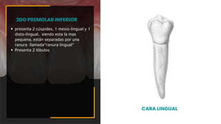 presenta 2 cúspides, 1 mesio-lingual y 1
disto-lingual, siendo esta la mas
pequena, están separadas por una
ranura llamada"ranura lingual"
Presenta 2 lóbulos
2DO PREMOLAR INFERIOR
CARA LINGUAL
 