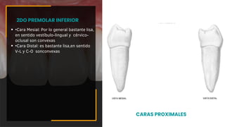 •Cara Mesial: Por lo general bastante lisa,
en sentido vestíbulo-lingual y cérvico-
oclusal son convexas
•Cara Distal: es bastante lisa,en sentido
V-L y C-O sonconvexas
2DO PREMOLAR INFERIOR
CARAS PROXIMALES
 