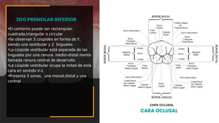 •El contorno puede ser rectangular,
cuadrada,triangular o circular
•Se observan 3 cúspides en forma de Y,
siendo una vestibular y 2 linguales
•La cúspide vestibular está separada de las
linguales por una ranura medio-distal mente
llamada ranura central de desarrollo
•La cúspide vestibular ocupa la mitad de esta
cara en sentido V-L
•Presenta 3 zonas, una mesial,distal y una
central
2DO PREMOLAR INFERIOR
CARA OCLUSAL
 
