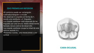•El contorno puede ser rectangular,
cuadrada,triangular o circular
•Se observan 3 cúspides en forma de Y,
siendo una vestibular y 2 linguales
•La cúspide vestibular está separada de las
linguales por una ranura medio-distal mente
llamada ranura central de desarrollo
•La cúspide vestibular ocupa la mitad de esta
cara en sentido V-L
•Presenta 3 zonas, una mesial,distal y una
central
2DO PREMOLAR INFERIOR
CARA OCLUSAL
 