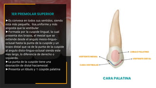 ►Es convexa en todos sus sentidos, siendo
esta más pequeña, lisa,uniforme y más
angosta que la vestibular
►Formada por la cuspide lingual, la cual
presenta dos brazos, el mesial que se
extiende desde el angulo mesio-linguo-
oclusal hasta la punta de la cuspide y un
brazo distal que va de la punta de la cuspide
al angulo disto-linguo-oclusal siendo este
mas largo, lo diferencia de derecho o
izquierdo.
►La punta de la cuspide tiene una
desviación de distal haciamesial.
►Presenta un lóbulo y 1 cúspide palatina
1ER PREMOLAR SUPERIOR
CARA PALATINA
CARA VESTIBULAR
VERTIENTE MESIAL
VERTIENTE DISTAL
LOBULO PALATINO
 