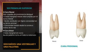 ►Cara Mesial
Dos cúspides de prominencia desigual
• Cresta marginal mesial interrumpida por el
surco mesial
• Borde vestibular con ligera convexidad en
su tercio cervical
• Concavidad mesial desde la corona a
tronco de la raíz
1ER PREMOLAR SUPERIOR
CARA PROXIMAL
►Cara Distal
Cresta marginal sin surco
Borde palatino curvo en toda su extensión
DOS RAÍCES: UNA VESTIBULAR Y
UNA PALATINA
 