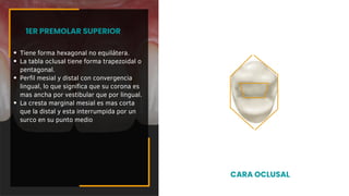 Tiene forma hexagonal no equilátera.
La tabla oclusal tiene forma trapezoidal o
pentagonal.
Perfil mesial y distal con convergencia
lingual, lo que significa que su corona es
mas ancha por vestibular que por lingual.
La cresta marginal mesial es mas corta
que la distal y esta interrumpida por un
surco en su punto medio
1ER PREMOLAR SUPERIOR
CARA OCLUSAL
 
