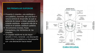 Presenta 2 cúspides, una vestibular y
otra palatina, separada por una línea o
ranura central de desarrollo, la cual se
extiende de mesial a distal, quedando la
cúspide vestibular ocupando más de la
mitad en el sentido vestíbulo–palatino
Encontramos Crestas, Fosas
triangulares y las Vertientes de las
cúspides
La cúspide vestibular es de mayor
tamaño (1mm), teniendo una desviación
hacia distal y la palatina es mas pequeña
con una desviación hacia mesial
1ER PREMOLAR SUPERIOR
CARA OCLUSAL
 