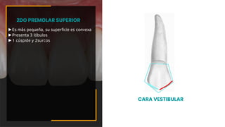 ►Es más pequeña, su superficie es convexa
►Presenta 3 lóbulos
►1 cúspide y 2surcos
2DO PREMOLAR SUPERIOR
CARA VESTIBULAR
 