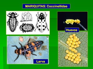 MARIQUITAS: Coccinellidae




                        Huevos




      Larva
 