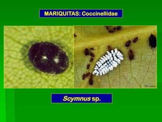 MARIQUITAS: Coccinellidae




      Scymnus sp.
 