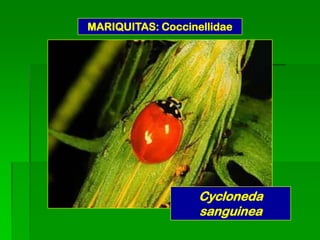MARIQUITAS: Coccinellidae




                   Cycloneda
                   sanguinea
 