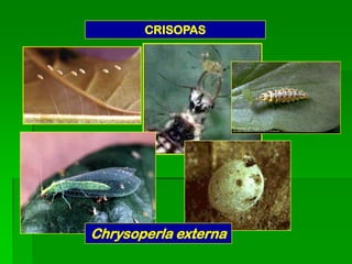 CRISOPAS




Chrysoperla externa
 