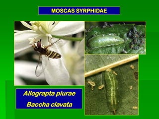 MOSCAS SYRPHIDAE




Allograpta piurae
 Baccha clavata
 