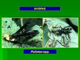 AVISPAS




Polistes spp.
 