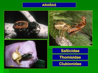 ARAÑAS




         Salticidae
         Thomisidae
         Clubionidae
 