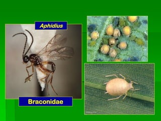 Aphidius




Braconidae
 