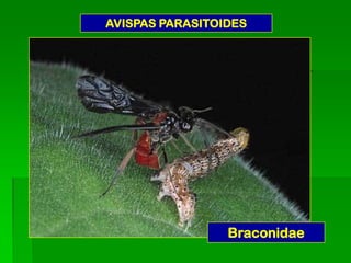 AVISPAS PARASITOIDES




                 Braconidae
 