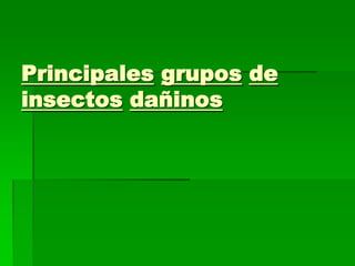 Principales grupos de
insectos dañinos
 