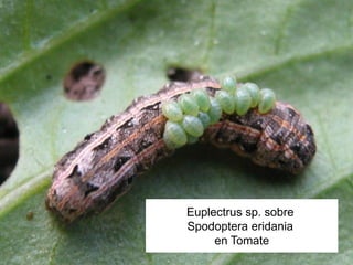 Euplectrus sp. sobre
Spodoptera eridania
     en Tomate
 