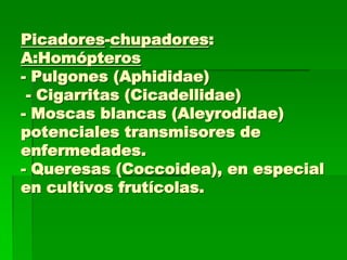 Picadores-chupadores:
A:Homópteros
- Pulgones (Aphididae)
 - Cigarritas (Cicadellidae)
- Moscas blancas (Aleyrodidae)
potenciales transmisores de
enfermedades.
- Queresas (Coccoidea), en especial
en cultivos frutícolas.
 