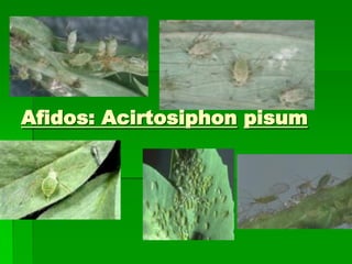 Afidos: Acirtosiphon pisum
 