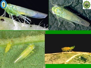 Empoasca kraemeri –
ESTADOS BIOLOGICOS
 