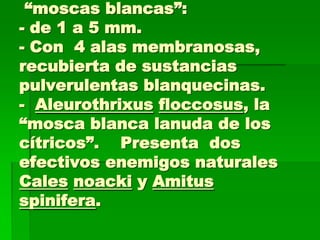 “moscas blancas”:
- de 1 a 5 mm.
- Con 4 alas membranosas,
recubierta de sustancias
pulverulentas blanquecinas.
- Aleurothrixus floccosus, la
“mosca blanca lanuda de los
cítricos”. Presenta dos
efectivos enemigos naturales
Cales noacki y Amitus
spinifera.
 