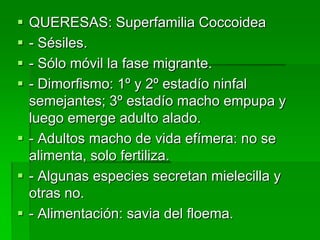  QUERESAS: Superfamilia Coccoidea
 - Sésiles.
 - Sólo móvil la fase migrante.
 - Dimorfismo: 1º y 2º estadío ninfal
  semejantes; 3º estadío macho empupa y
  luego emerge adulto alado.
 - Adultos macho de vida efímera: no se
  alimenta, solo fertiliza.
 - Algunas especies secretan mielecilla y
  otras no.
 - Alimentación: savia del floema.
 