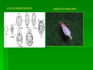 CICLO BIOLOGICO   ADULTO MACHO
 