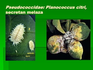 Pseudococcidae: Planococcus citri,
secretan melaza
 