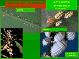 Icerya purchasi
• FAMILIA MARGARODIDAE:
•Secretan melaza              “queresa blanca
                                acanalada ”
      NINFAS




                     NINFAS




                                         HEMBRAS
                                         OVIPLENAS
 