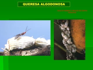 QUERESA ALGODONOSA
              ADULTO HEMBRA Y MACHO DE ICERYA
                         PURCHASI
 