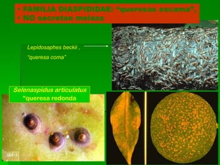 • FAMILIA DIASPIDIDAE: “queresas escama”,
 • NO secretan melaza


    Lepidosaphes beckii ,
    “queresa coma”




Selenaspidus articulatus
   “queresa redonda
 