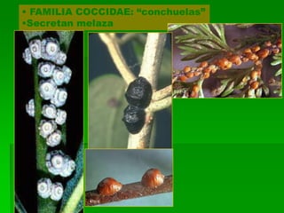 • FAMILIA COCCIDAE: “conchuelas”
•Secretan melaza
 