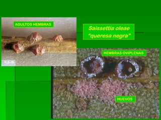 ADULTOS HEMBRAS
                  Saissettia oleae
                  “queresa negra”

                        HEMBRAS OVIPLENAS




                             HUEVOS
 