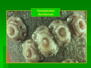 Ceroplastes
 floridensis
 
