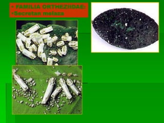 • FAMILIA ORTHEZIIDAE:
•Secretan melaza
 