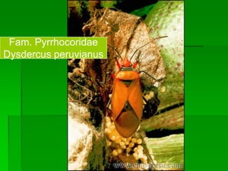 Fam. Pyrrhocoridae
Dysdercus peruvianus
 