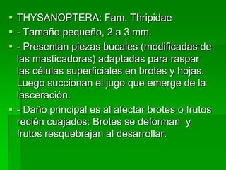  THYSANOPTERA: Fam. Thripidae
 - Tamaño pequeño, 2 a 3 mm.
 - Presentan piezas bucales (modificadas de
  las masticadoras) adaptadas para raspar
  las células superficiales en brotes y hojas.
  Luego succionan el jugo que emerge de la
  lasceración.
 - Daño principal es al afectar brotes o frutos
  recién cuajados: Brotes se deforman y
  frutos resquebrajan al desarrollar.
 