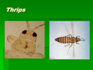 Thrips
 