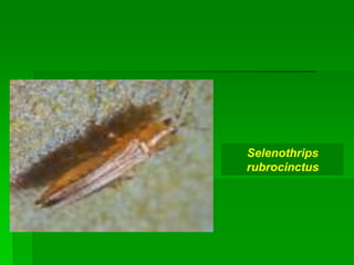 Selenothrips
rubrocinctus
 
