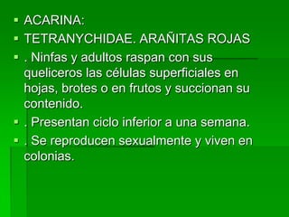  ACARINA:
 TETRANYCHIDAE. ARAÑITAS ROJAS
 . Ninfas y adultos raspan con sus
  queliceros las células superficiales en
  hojas, brotes o en frutos y succionan su
  contenido.
 . Presentan ciclo inferior a una semana.
 . Se reproducen sexualmente y viven en
  colonias.
 