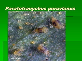Paratetranychus peruvianus
 