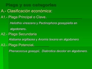 Plaga y sus categorías
A.- Clasificación económica:
A1.- Plaga Principal o Clave.
     Heliothis virescens y Pectinophora gossypiella en
     algodonero.
A2.- Plaga Secundaria
    Alabama argillacea y Anomis texana en algodonero
A3.- Plaga Potencial.
    Phenacoccus gossypii, Diabrotica decolor en algodonero.
 