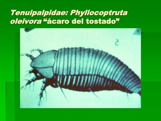 Tenuipalpidae: Phyllocoptruta
oleivora “ácaro del tostado”
 