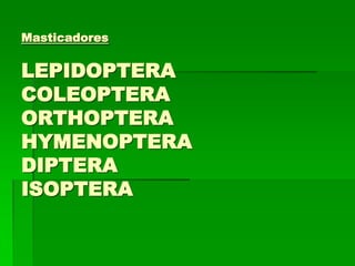 Masticadores


LEPIDOPTERA
COLEOPTERA
ORTHOPTERA
HYMENOPTERA
DIPTERA
ISOPTERA
 