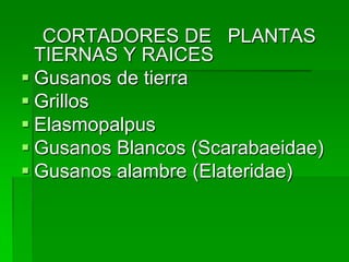 CORTADORES DE PLANTAS
  TIERNAS Y RAICES
 Gusanos de tierra
 Grillos
 Elasmopalpus
 Gusanos Blancos (Scarabaeidae)
 Gusanos alambre (Elateridae)
 