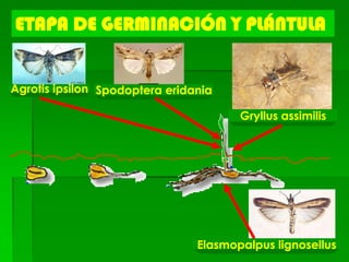ETAPA DE GERMINACIÓN Y PLÁNTULA


Agrotis ipsilon Spodoptera eridania

                                       Gryllus assimilis




                                Elasmopalpus lignosellus
 