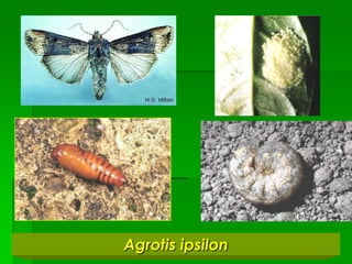 Agrotis ipsilon
 
