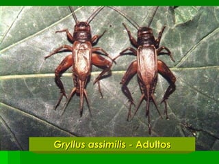 Gryllus assimilis - Adultos
 